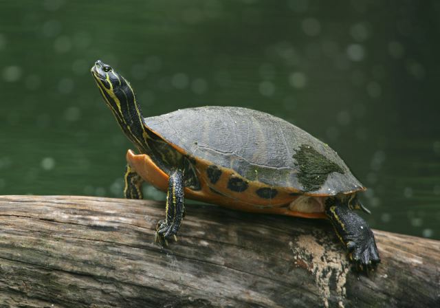 redbelly_turtle8213.jpg