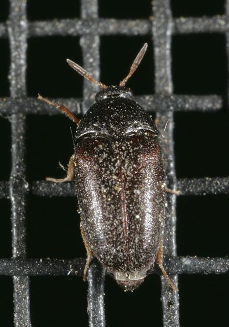 beetle8637.jpg