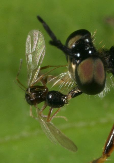 gall_wasp_and_robberf_39367.jpg