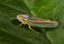 leafhopper9089