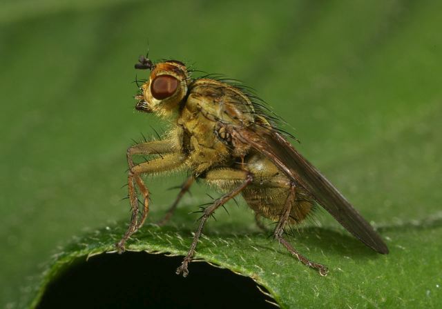 dung_fly_8907.jpg