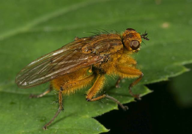 dung_fly_8969.jpg
