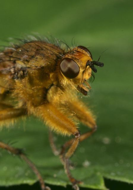 dung_fly_8970.jpg