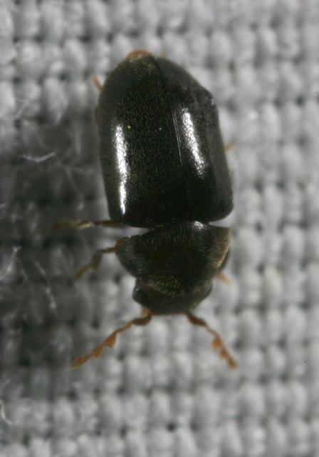 beetle_9503.jpg