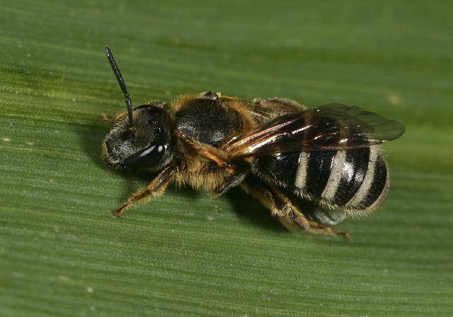 Lasioglossum Halictidae
