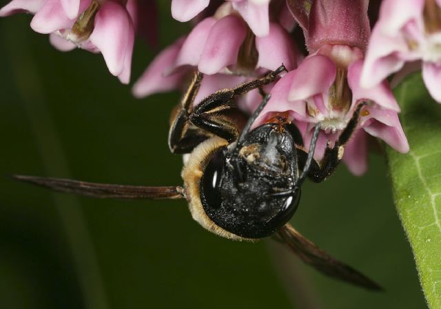Megachile sculpturalis Megachilidae