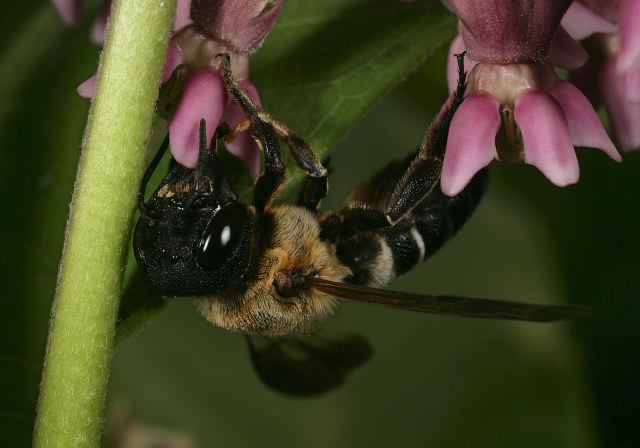 Megachile sculpturalis Megachilidae