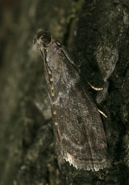 5767 -- Oreana Moth -- Oreana unicolorella? Pyralidae