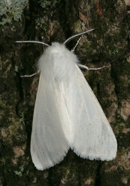 Spilosoma virginica Arctiidae