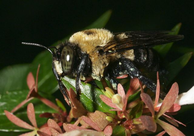 Xylocopa virginica Apidae