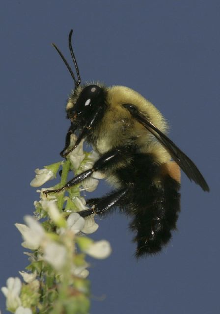 Bombus griseocollis Apidae
