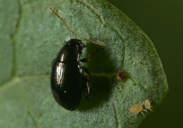   Chrysomelidae