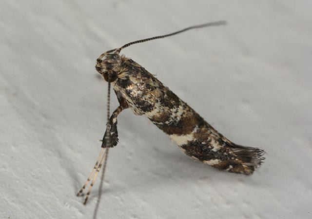 Caloptila sp. Gracillariidae
