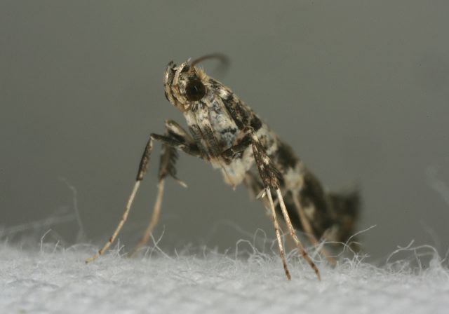 Caloptila sp. Gracillariidae