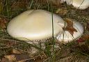 mushroom_9728