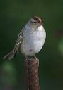 white-crowned_sparrow9684