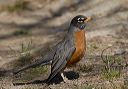 american_robin_0558