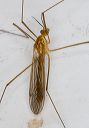 crane_fly_l_0191