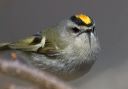 golden-crowned_kinglet_0637