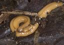 land_planarian_0654