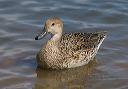 pintail_0478