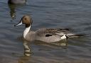 pintail_0497