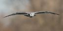 ring-billed_gull_0280