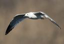 ring-billed_gull_0289