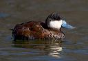 ruddy_duck_0567