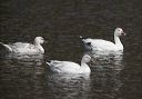 snow_goose_0460