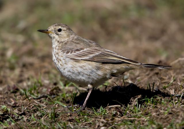 Anthus rubescens Motacillidae