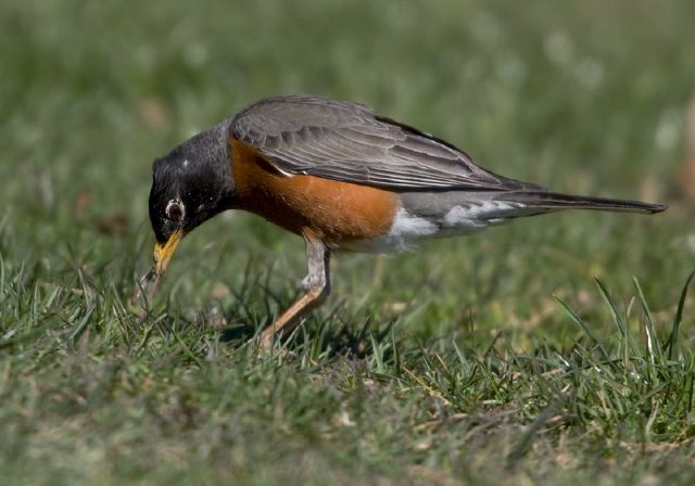 Turdus migratorius Turdidae