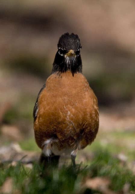 Turdus migratorius Turdidae