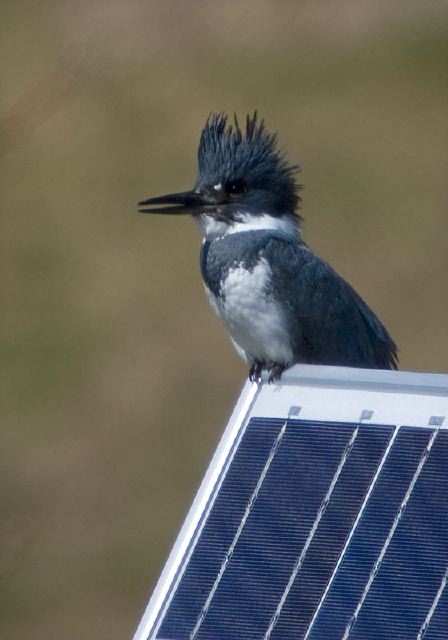 Ceryle alcyon Alcedinidae