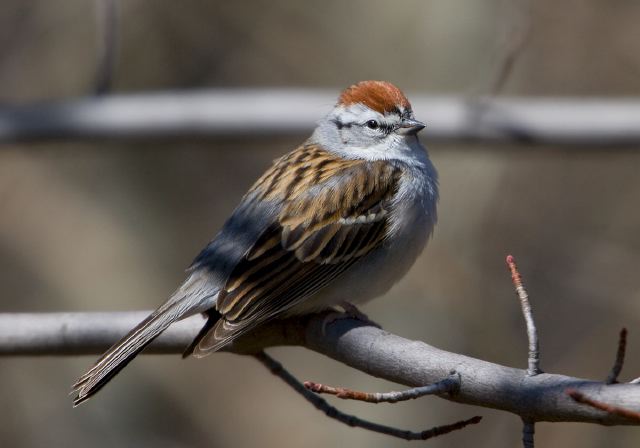 Spizella passerina Emberizidae