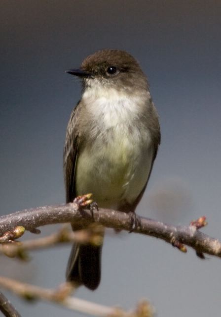 Sayornis phoebe Tyrannidae