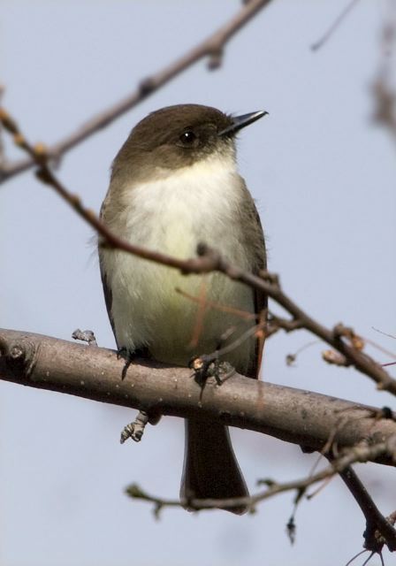 Sayornis phoebe Tyrannidae