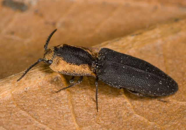 Lacon discoidea Elateridae