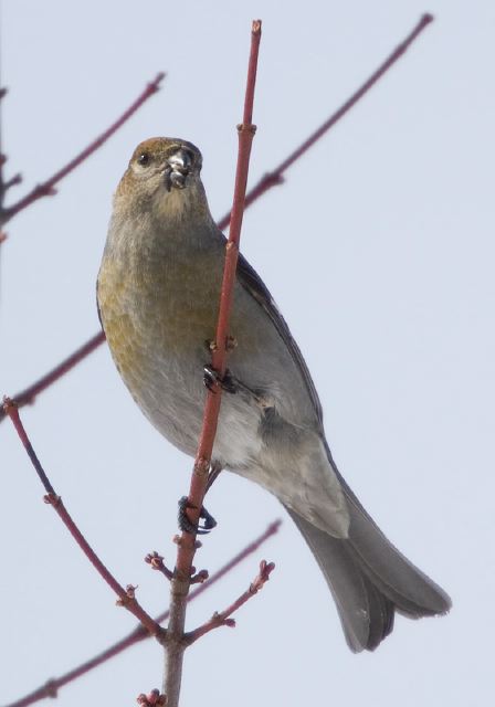 Pinicola enucleator Fringillidae