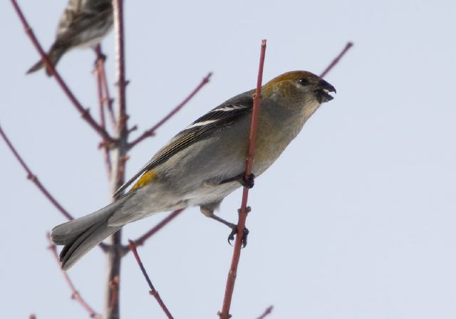 Pinicola enucleator Fringillidae