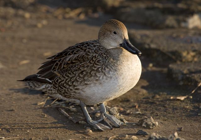 Anas acuta Anatidae