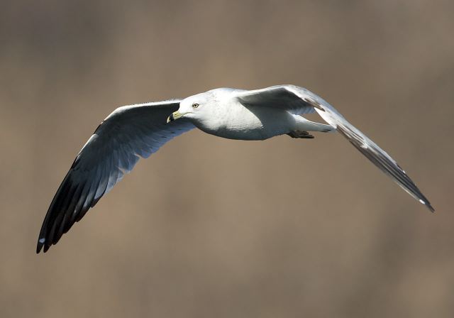 Larus delawarensis Laridae