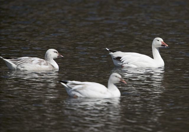 Chen caerulescens Anatidae