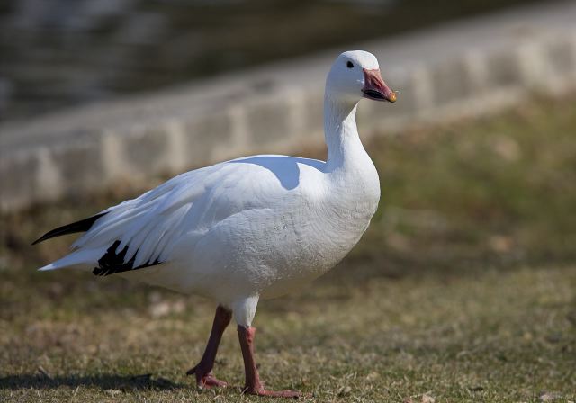 Chen caerulescens Anatidae