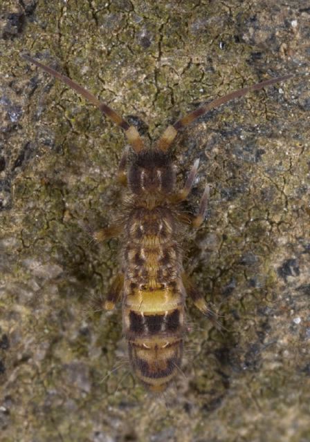 Orchesella villosa Entomobryidae