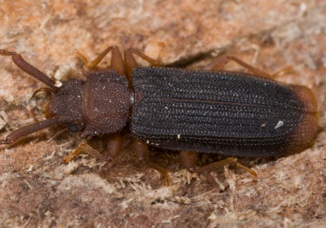 Uleiota dubius Silvanidae