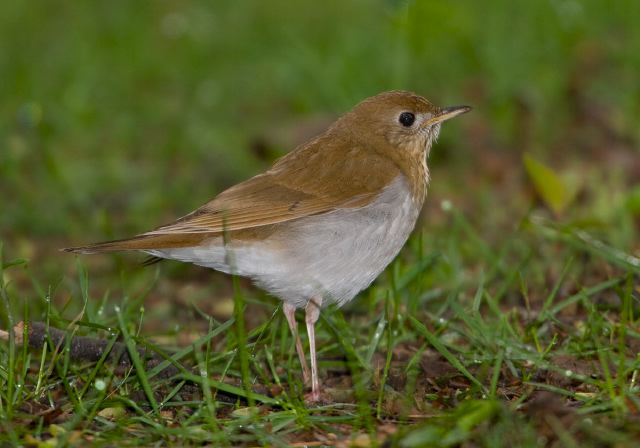 Catharus fuscescens Turdidae