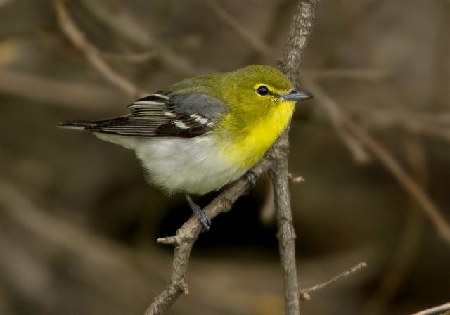 Vireo flavifrons Vireonidae