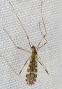 erioptera_1242