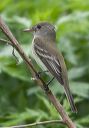 flycatcher_0908